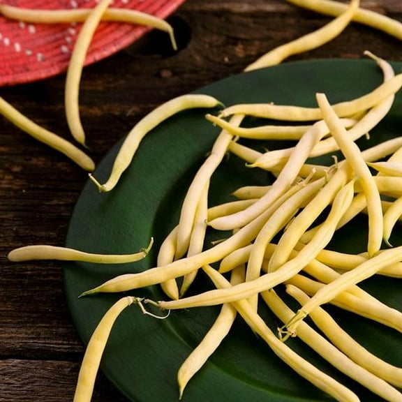 Organic Gold Rush Bean - 1/2 OZ ~45 Seeds - Organic Heirloom Open Pollinated Non-GMO Farm & Vegetable Gardening Seeds