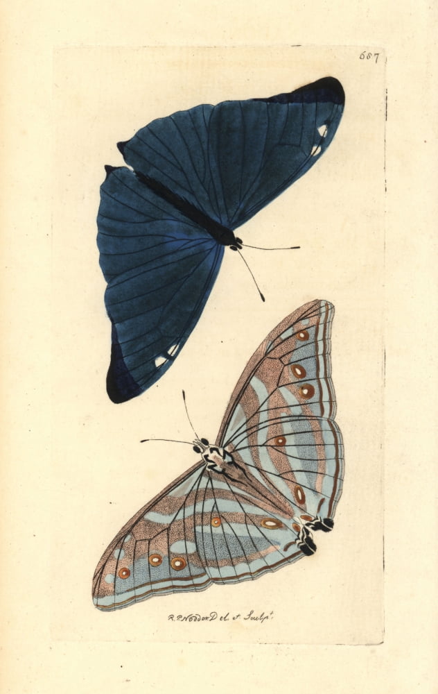 evans blue butterfly