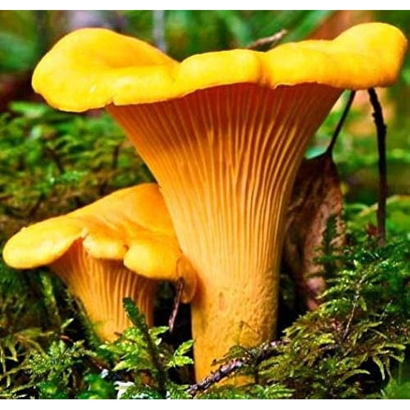 Morell O Mushroom 25g Chanterelle Mushroom Mycelium Spawn Seeds