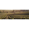 thumbnail image 1 of Panoramic Images PPI71792L Aerial View Of Rows Crop In A Vineyard  Careros Valley  California  USA Poster Print by Panoramic Images - 36 x 12, 1 of 1