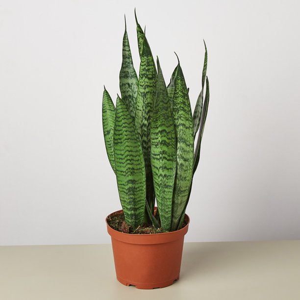 Snake Plant Zeylanica 6" Pot