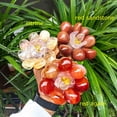 thumbnail image 2 of Handmade Crystal Rose Gemstone Flower,Crystal Jewelry,Carved Crystal Stone Home Decoration,Reiki Heal,Girlfriend Gift,Mom's Gift,Valentines Gift 1pc, 2 of 8
