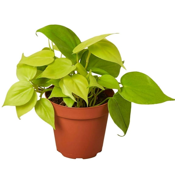 Philodendron Cordatum Neon Live Plant for Indoor | Different Houseplants in 4'' & 6'' Pot | Real House Plant for Living Room, Office, Desk & Bathroom | Neon