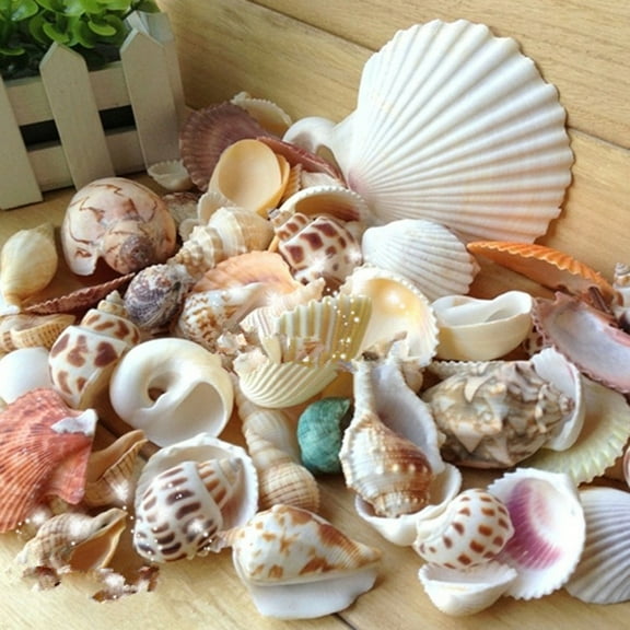 Ludlz 100g Mixed Shape Seashell Conch Aquarium Mini Landscape Ornament DIY Craft Decor