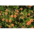 thumbnail image 6 of 100 SCARLET PIMPERNEL (Adders Eyes) Anagallis Arvensis Flower Seeds, 6 of 11