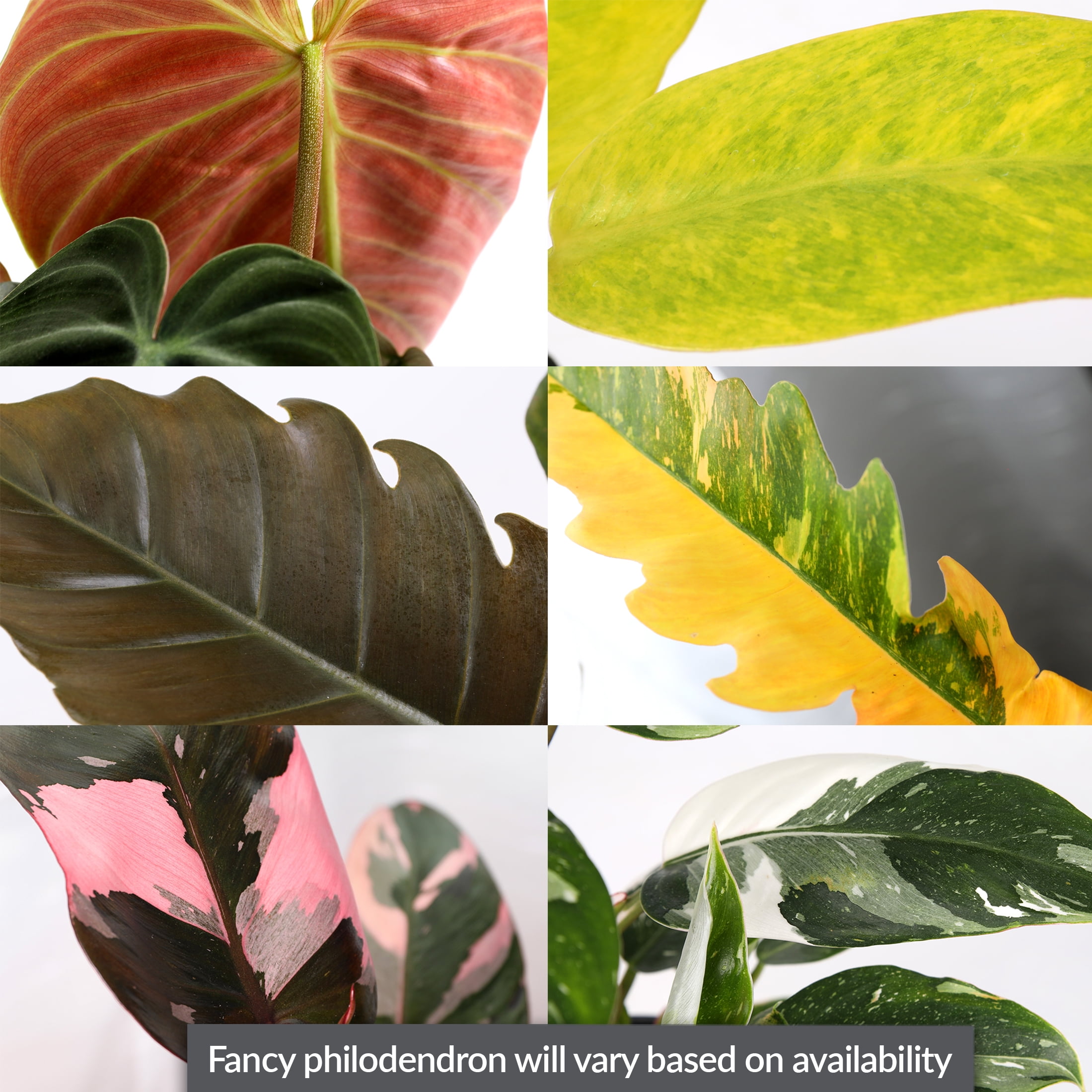 Wild Interiors Live Indoor Fancy Philodendron Assorted in 5" Decorative Fiber Clay Pot