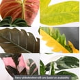 thumbnail image 3 of Wild Interiors Live Indoor Fancy Philodendron Assorted in 5" Decorative Fiber Clay Pot, 3 of 6