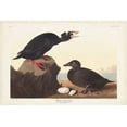 thumbnail image 2 of Audubon, John James 14x11 Gold Ornate Wood Framed with Double Matting Museum Art Print Titled - Pl 317 Black or Surf Duck, 2 of 4