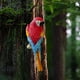 thumbnail image 5 of Estatua de pájaro en miniatura creativa para decoración de loros en el jardín o en el interior. Rojo, 5 of 8