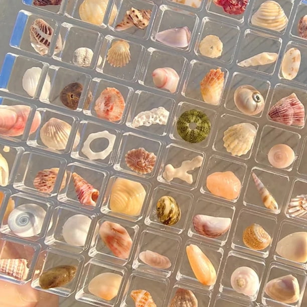Vitrina Acrílica Transparente Para Conchas Marinas, Con Cierre Magnético, 64 Compartimentos (12x12 Cm)