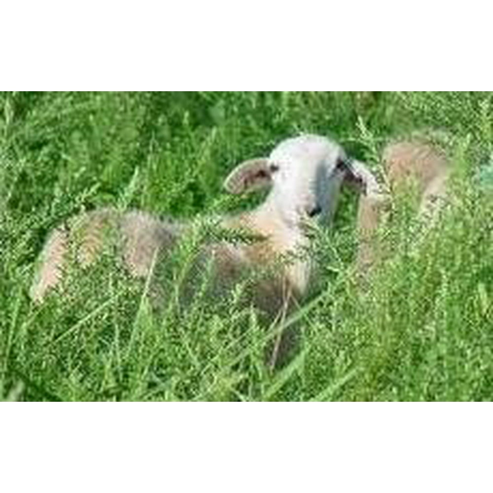 Kobe Lespedeza Seed 20 Lbs.