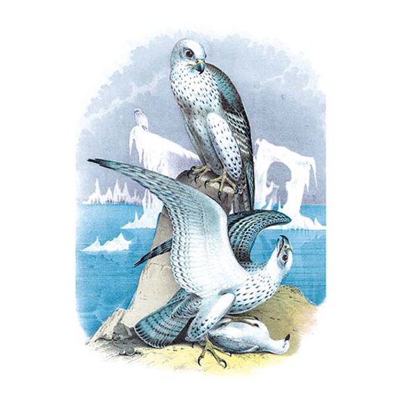 Jer-Falcon, or Gyr Falcon Fine art canvas print (20" x 30")