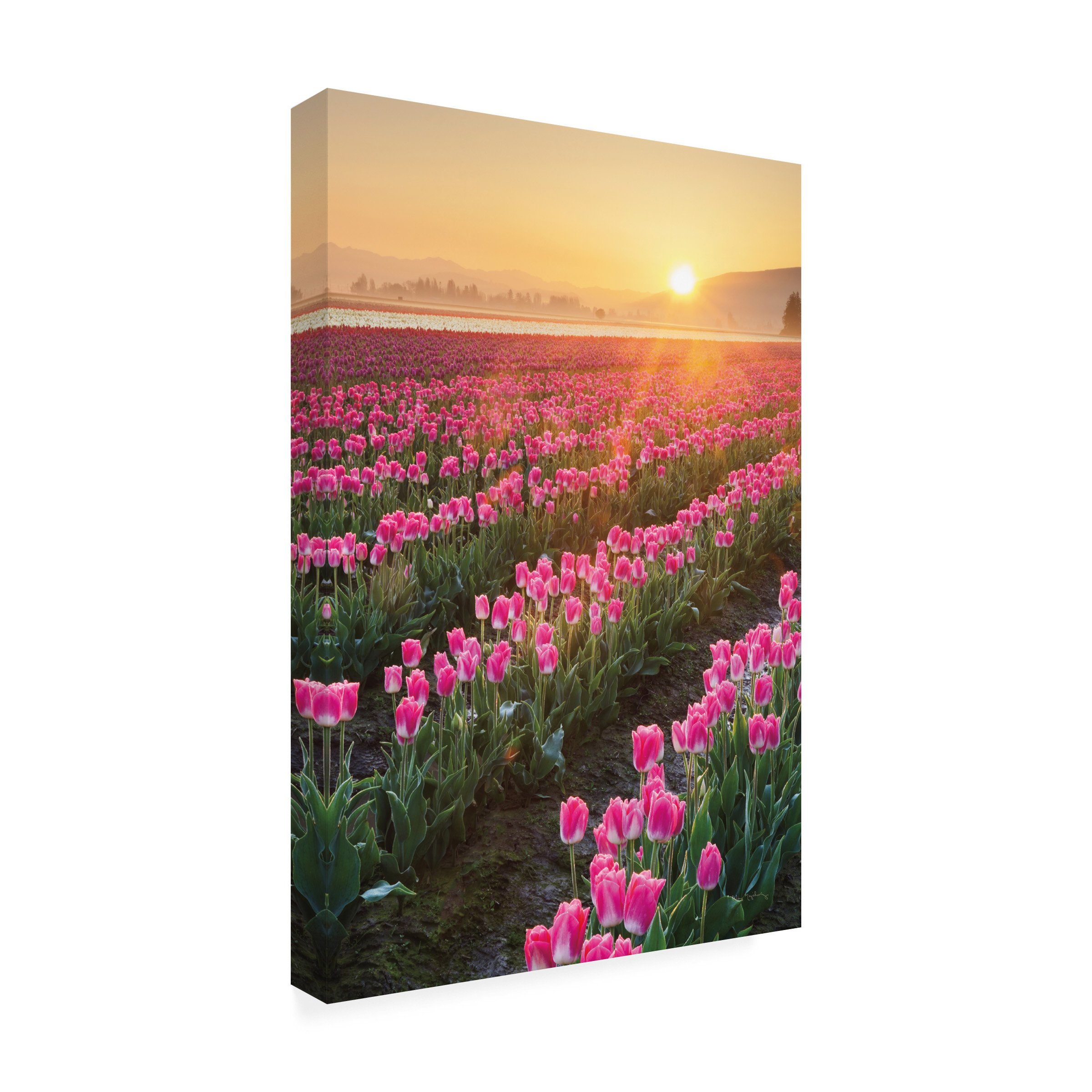 Trademark Fine Art 'Skagit Valley Tulips II' Canvas Art by Alan Majchrowicz
