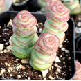 thumbnail image 4 of Crassula 'Baby's Necklace' Succulent Live Plant 2 Inch for Indoor Outdoor Home Office Garden Decor, 4 of 6