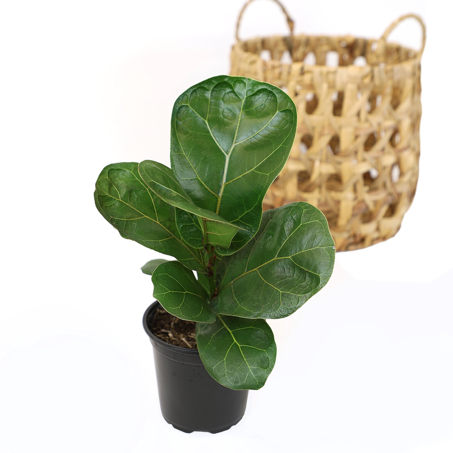 Altman Plants 9" Dark Green Ficus Lyrata Live Plants in 4" Planter Pots