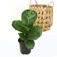 thumbnail image 5 of Altman Plants 9" Dark Green Ficus Lyrata Live Plants in 4" Planter Pots, 5 of 8