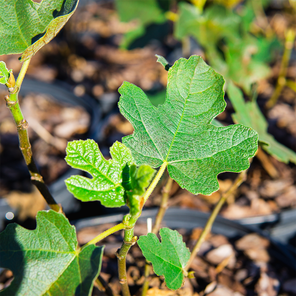 1 Gal. Chicago Hardy Fig Tree - Fruiting Cold Hardy Variety - Self Pollinating