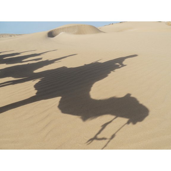 Posterazzi Shadows of camels and tourists on a beach trek on the sand Essaourira Morocco Canvas Art - Charles Bowman Design Pics (36 x 26)