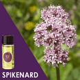 thumbnail image 3 of HalleluYAH Oil Frankincense and Myrrh Anointing Oil from Israel, Set of 3, 3 of 7