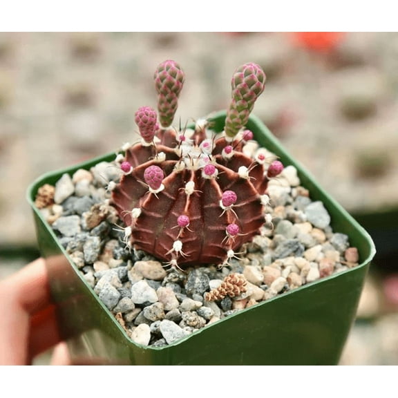 Live Gymnocalycium Mihanovichii Plant - Chin Cactus Plant - Rare Cactus Plant - 2,5 Inch Pot