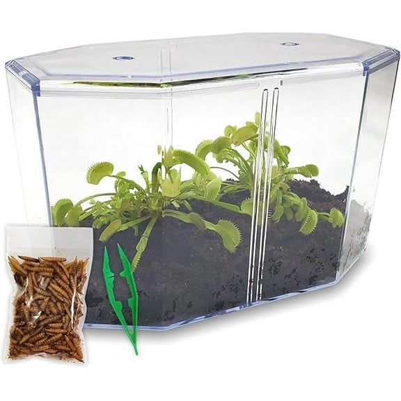 Live Venus Flytrap Kit with Carnivorous Plant Food, Tweezers, Peat Pellets & 7.5" Clear Tank – 2 Flytrap, Bug-Eating Plants for Indoor STEM Learning