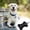 Black, variant on Pet Food Containers with Lids Airtight Pet Taxi Airtight Dog Food Container 15 Lb Poop Shovel for Dogs Happy Everything Mini Attachment New Year Dog Poop Bag Holder Leash Bag Organizer Suitable For