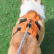thumbnail image 5 of Arnés de elevación para perros, eslinga de apoyo y recuperación, chaleco de rehabilitación para mascotas, correas transpirables ajustables para ancianos, discapacitados, lesiones en las articulaciones, artritis, parálisis, pasear perros (talla L) Rojo Verde, 5 of 5