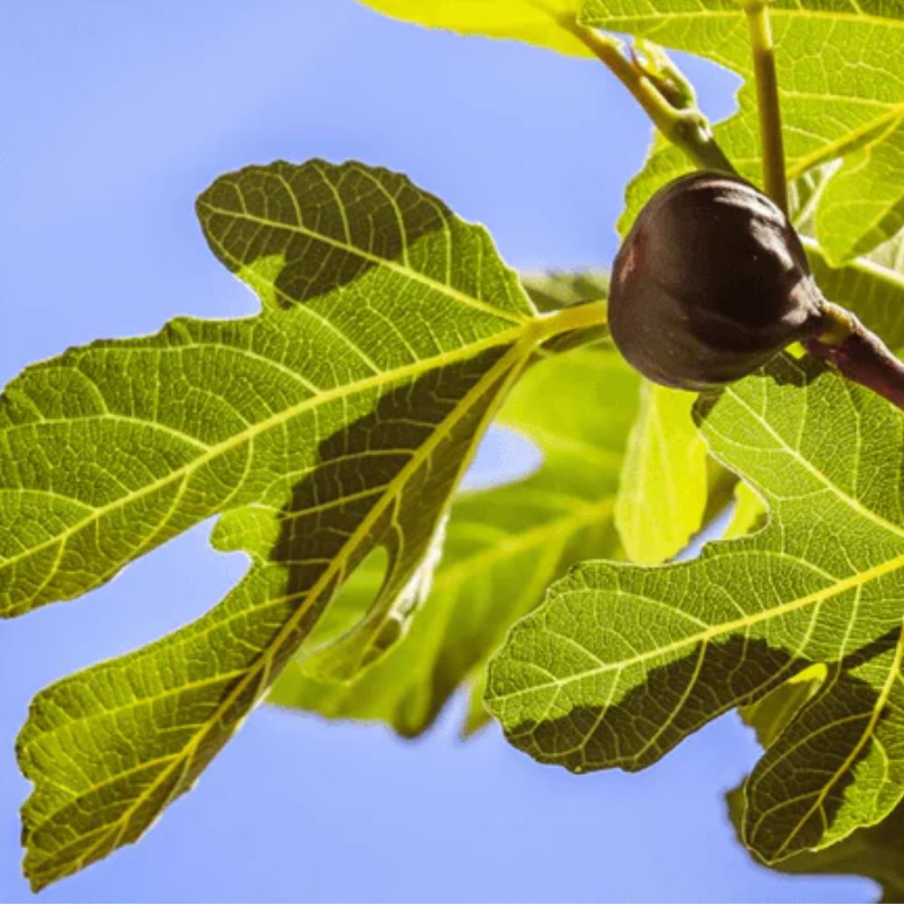 Expert Gardener 3-4 ft. tall LSU Purple Fig Live Tree in 7-Gallon Grower Pot