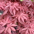 QAUZUY GARDEN 20 Red OIF8 Smooth Japanese Maple (Acer Palmatum) Palmate