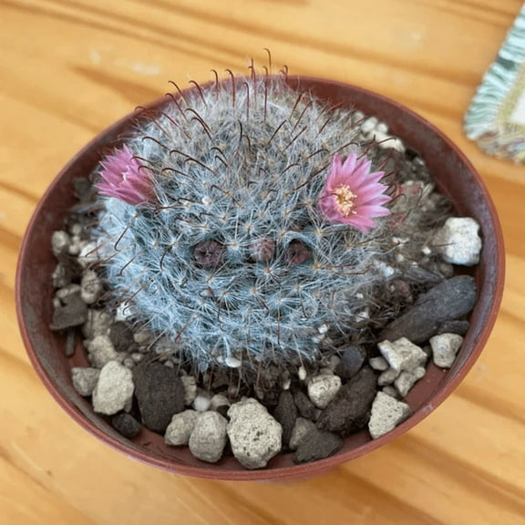 Mammillaria Schwarzii Cactus, Blooming Cactus in 2.5'' pot
