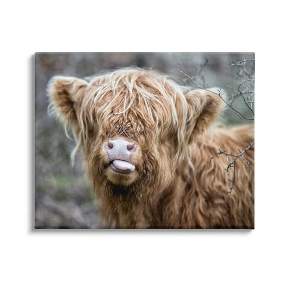 Stupell Industries Baby Highland Calf Cattle Licking Lips Country Farmland Photograph Gallery Wrapped Canvas Print Wall Art, Design by James Dobson