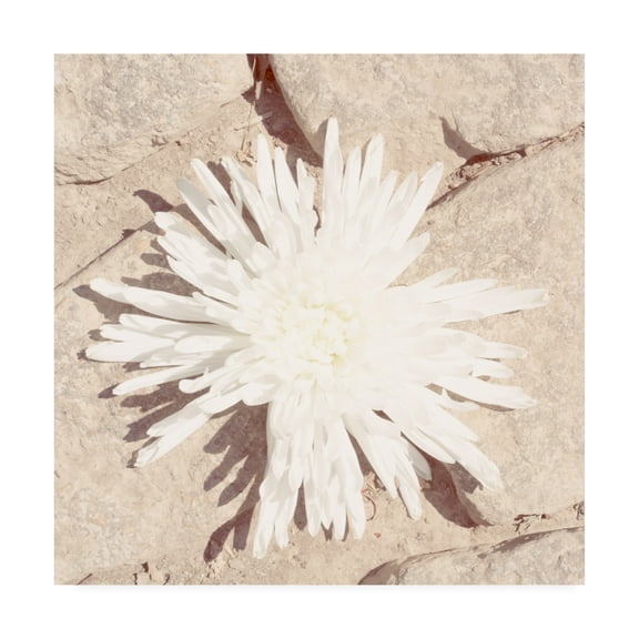 Trademark Fine Art 'Stone Blossom III' Canvas Art by Jason Johnson