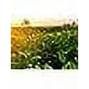 Evergreen Farm & Garden Yara Liva Calcium Nitrate Greenhouse Grade Fertilizer, 50 lb