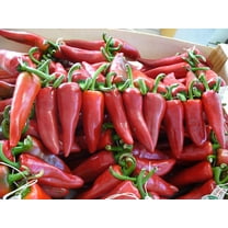 Basque Pimento De Espelette The Famous Basque Region Heirloom Pepper Premium Seeds Packet