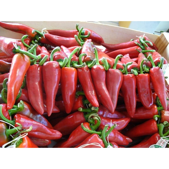 Basque Pimento De Espelette The Famous Basque Region Heirloom Pepper Premium Seeds Packet