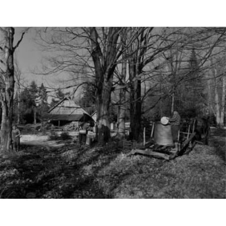 USA New Hampshire Lancaster Farmers Gathering Sap with Horses Poster Print - 18 x 24 in.