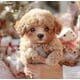 thumbnail image 3 of 2025 New Robot Dog for Adults, AI Robotic Dog, Nicoo - My Realistic Robot Puppy That Acts Like a Real Puppy - Walking, Barking, Tail Wagging Cs, 3 of 5