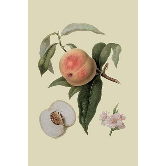 Noble Peach-Fine Art Canvas Print (20" x 30")