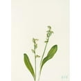 thumbnail image 2 of Mary Vaux Walcott 18x24 Black Ornate Framed Double Matted Museum Art Print Titled: One-Leaf Bog-Orchid. (Renaria Blunt) (1925), 2 of 5
