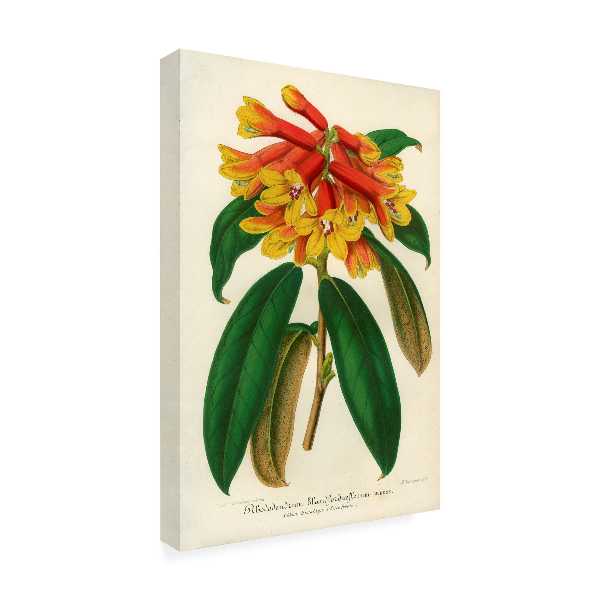 Trademark Fine Art Print Collection Orange Yellow Rhododendron Canvas Wall Art - 30x47