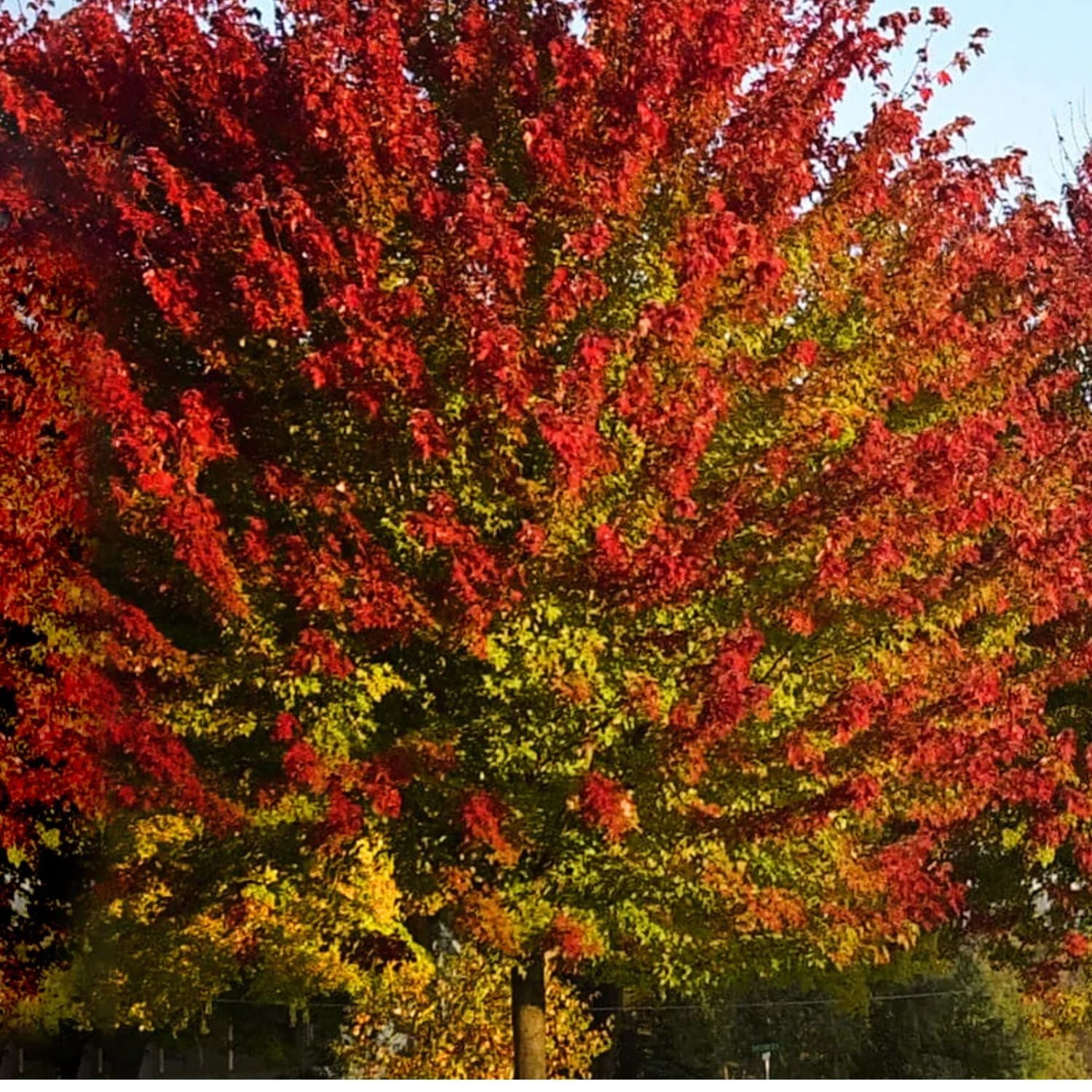 Expert Gardener 3-4 ft. tall Summer Red Maple Live Tree in 7- Gallon Grower Pot