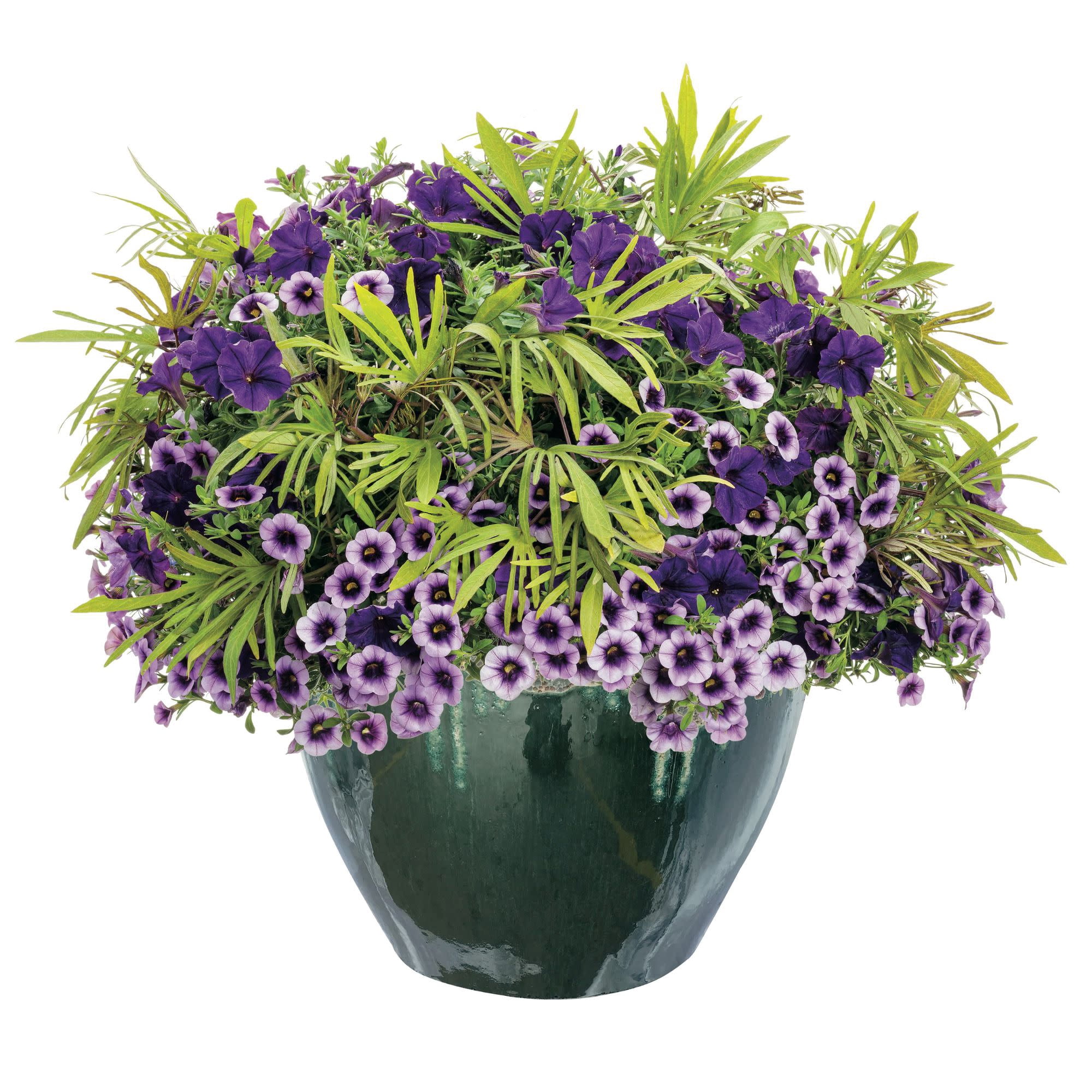 Proven Winners 4" Purple Superbells Blue Moon Punch Calibrachoa Live Plant in 4.25" Pot (4 Count)