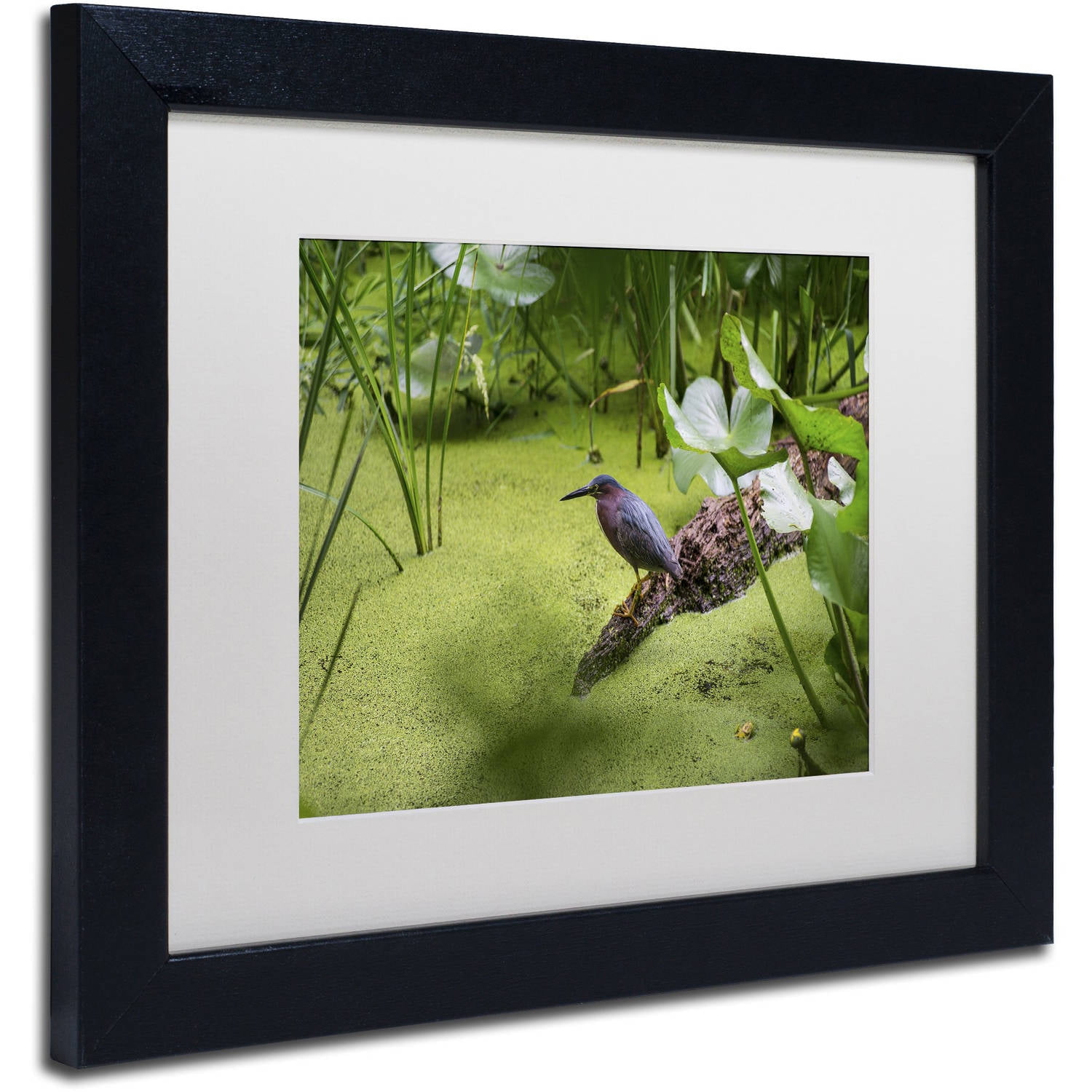 Trademark Fine Art "Green Heron" Canvas Art by Kurt Shaffer, White Matte, Black Frame