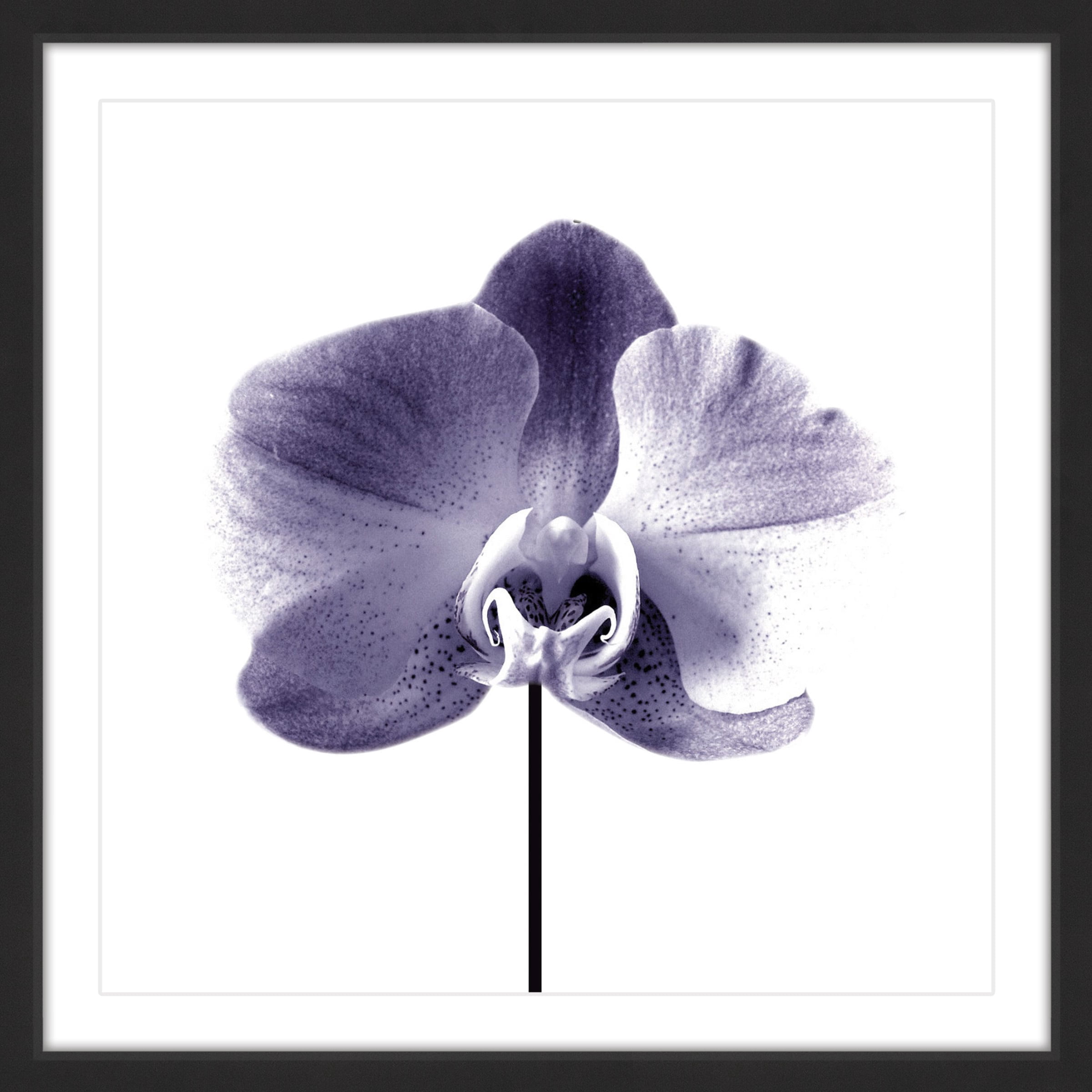 Marmont Hill "Smiling Iris" by Katarina Snygg Framed Painting Print