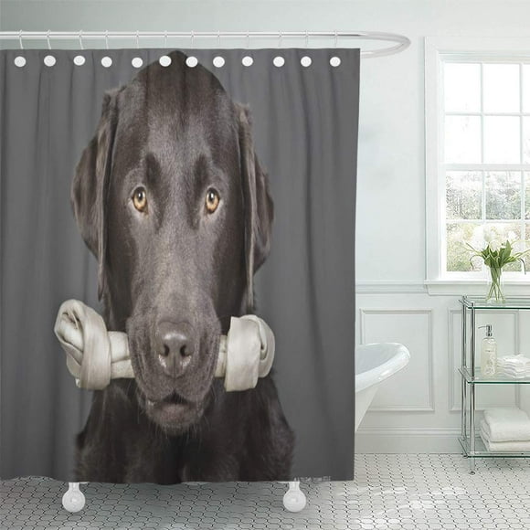 ZY-suttom Gray Shot Studio Portrait of Chocolate Labrador Looking Camera Shower Curtain 60x72 inch