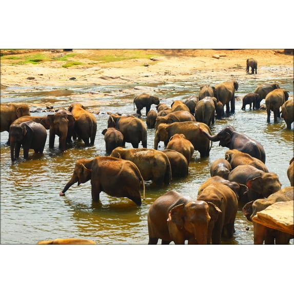 24"x36" Gallery Poster, Elephants in Pinnawala