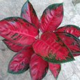 thumbnail image 3 of Red King Chinese Evergreen Plant - Aglaonema - 2" Pot - Collector's Series, 3 of 3