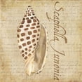 thumbnail image 3 of Reed, Tara 20x20 Black Modern Framed Museum Art Print Titled - Oceanum Shells Beige II, 3 of 5