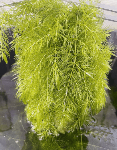Combo Pack of 6 Species Live Aquarium Plants for Freshwater Fish Tanks, Easy Live Aquatic Plants Bundle for Betta Shrimp Guppy Aquarium