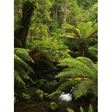 Stream and Tree Ferns, Mount Field National Park, UNESCO World Heritage Site, Tasmania, Australia Print Wall Art By Jochen (Best Streaming Sites Australia)
